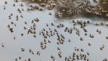 Přemnožení komáři, ilustrační snímek