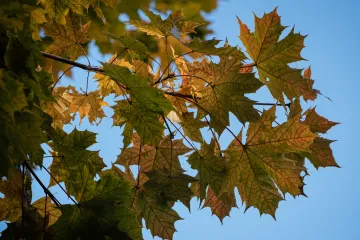 V Česku bylo místy 24 stupňů. Nové teplotní rekordy má třetina stanic