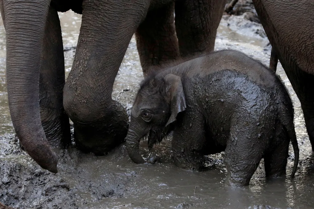 Štastnou událostí se stalo narození slona indického v Ramat Ganu, poblíž Tel Avivu v Izraeli