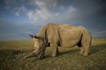 Na planetě už žijí jen dvě samice. Nyní vědci získali embrya nosorožců severních bílých