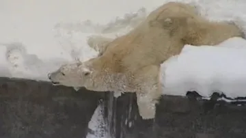 Medvědice Cora si užívá sněhovou nadílku
