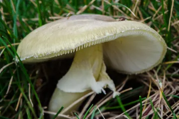 Vědci našli první protilátku na otravu muchomůrkou zelenou. Jde o běžné barvivo