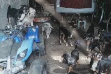 Z domu v Měníně na Brněnsku odvezli dobrovolníci desítky psů, další tam ale zůstávají