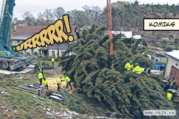 Vánoční strom pro Prahu je letos z Pertoltic pod Ralskem