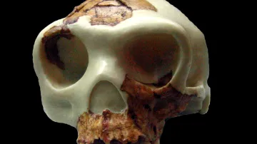 Lebka druhu Homo antecessor