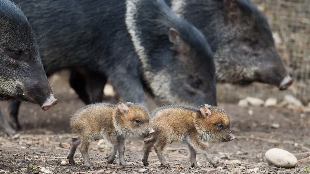 Selátka pekari páskovaných v pražské zoo