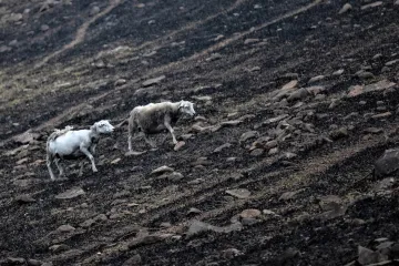 Australané zadrželi desítky lidí podezřelých ze žhářství. Mrtvých zvířat je prý miliarda