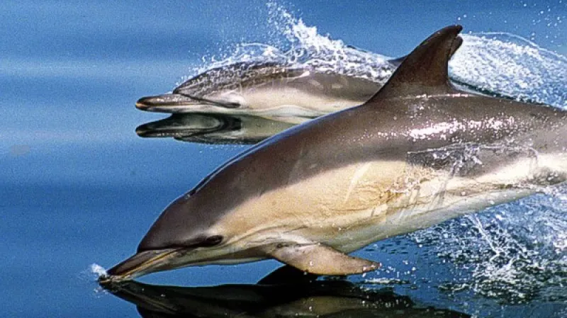 Delfíni