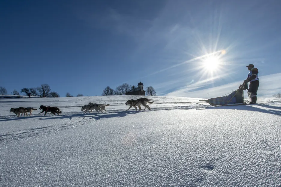 V Orlických horách se jede 23. ročník závodu psích spřežení Šediváčkův long.