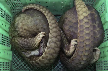 Pašování upytlačených zvířat se zastavilo. Ale jen dočasně, čeká se na otevření hranic, varují ochránci