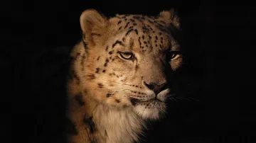 Sněžný levhart v torontské zoo