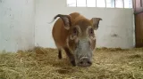 Štětkouni v olomoucké ZOO