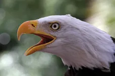 Jihočeští vědci pomohli objasnit záhadná úmrtí orlů v USA. Zabíjí je jedovaté sinice