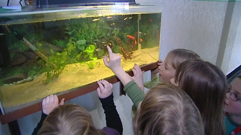 Děti si prohlížejí školní akvárium
