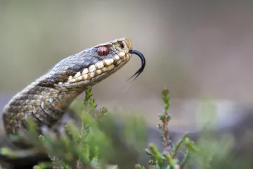 Kvůli přemnoženým hlodavcům přibývá zmijí. Nebezpečí hrozí lidem a hlavně domácím zvířatům