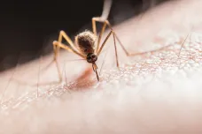 Obce na Břeclavsku po letech sucha zasáhla komáří kalamita