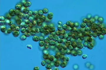 Čeští vědci přispěli k objevu prvoka, který se dá využít při testování léků proti malárii