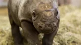 Malý sameček nosorožce dvourohého černého