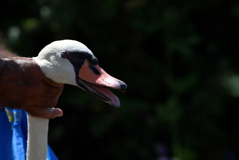 Královský kroužkovač vyrazil na Temži za každoročním sčítáním labutí