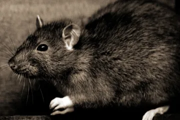 Jihlava má letos potkanů víc než jindy, zahájila deratizaci