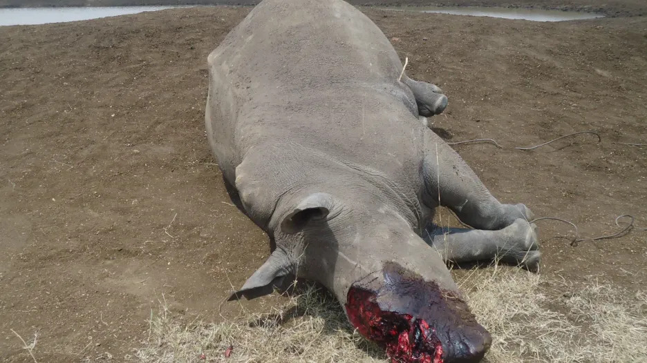 Upytlačený nosorožec v Keni