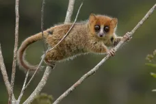 Kdyby vyhynuli savci na Madagaskaru, ekosystémům by trvala obnova 23 milionů let