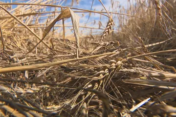 Žně komplikuje počasí, někde kvůli kroupám nesklidí nic. Podle odhadů bude úroda ale mírně nadprůměrná