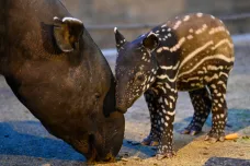 Zlínskou zoo „chobůtkem“ prozkoumává novorozené mládě tapíra čabrakového
