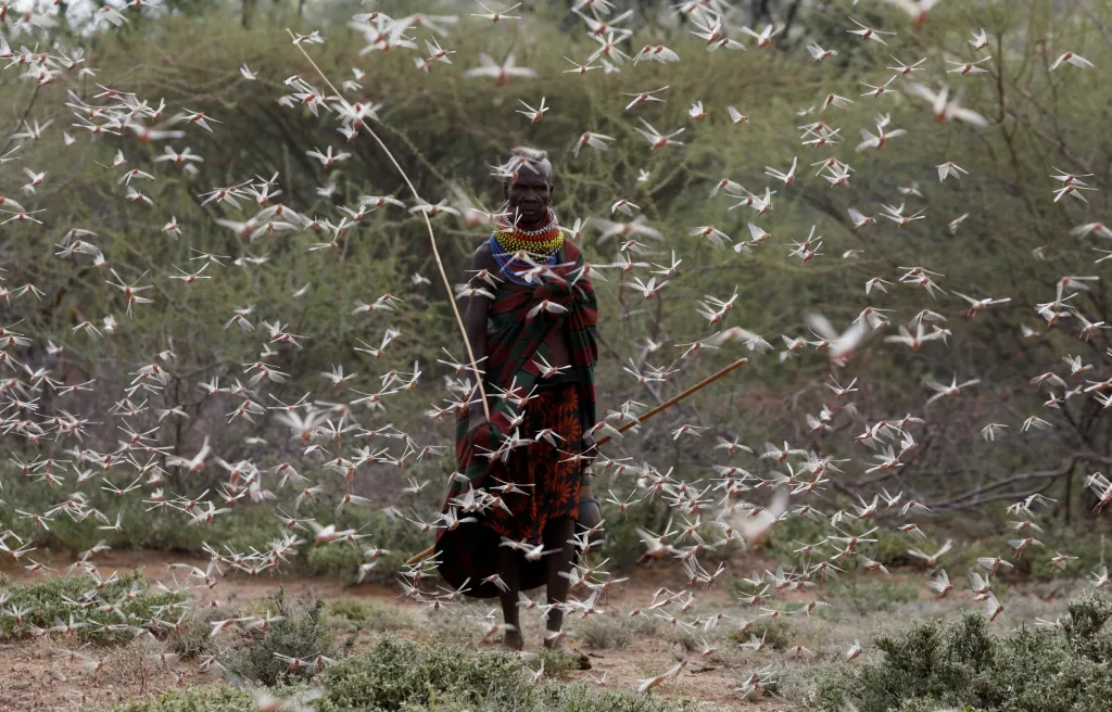 Živelné pohromy cloumají celým světem. Nejdříve enormní sucho, nyní zase povodně. V Keni ovšem mají živelnou katastrofu svého vlastního druhu, konkrétně mračna přemnožených kobylek. Všudypřítomný cvrkající hmyz se stal učiněnou zkázou pro úrodu poblíž města Lodwar v okrese Turkana