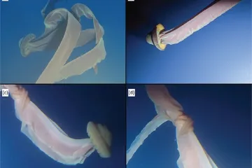 Biologové pozorovali leviatana mezi medúzami. Desetimetrový tvor žije v hlubinách u Antarktidy