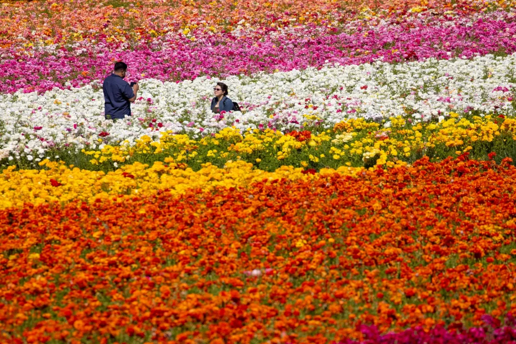 Květinové zahrady u kalifornského města Carlsbad lákají návštěvníky z celého světa