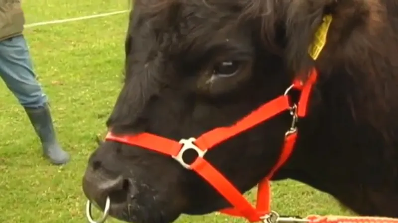 Yvonne nepřilákal ani býk Ernst