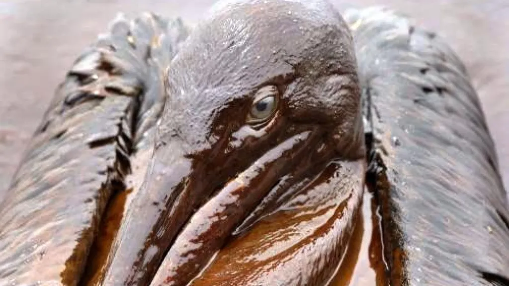 Pelikán hnědý zasažený ropou