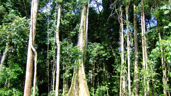 Papuánský les