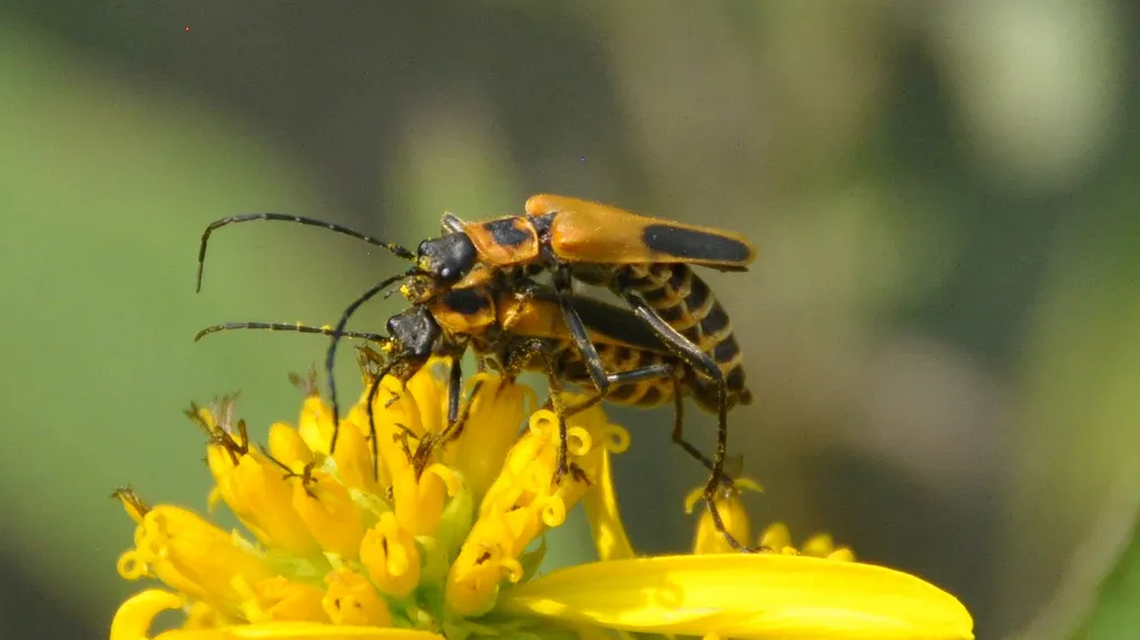 Chauliognathus pensylvanicus