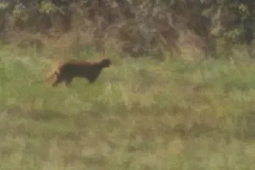 U Jablonce se zřejmě potuluje kočkovitá šelma. Nechoďte raději na houby a pozor na děti, radí úřad