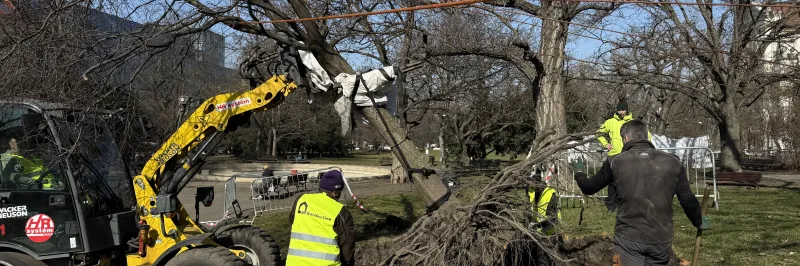 Karlovo náměstí v Praze se chystá na rekonstrukci, probíhá přesadba stromů