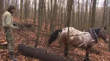 Tahání klád z lesa