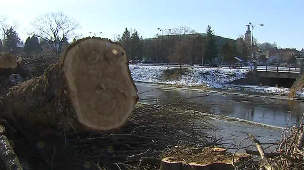 Pokácené stromy u břehu Lužnice