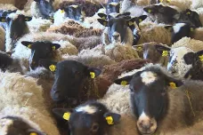 V Rumunsku ztroskotala loď vezoucí téměř 15 tisíc ovcí. Mnoho z nich se zřejmě utopilo