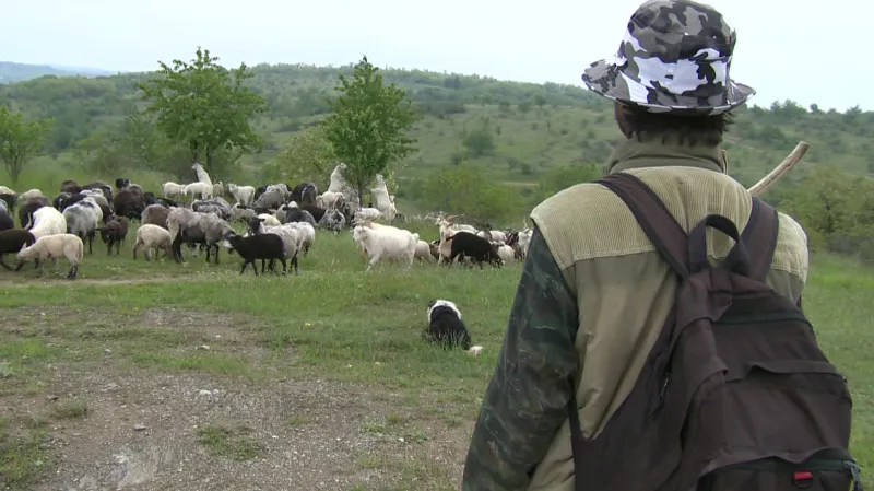 Porost na Načeratickém kopci spásají kozy a ovce