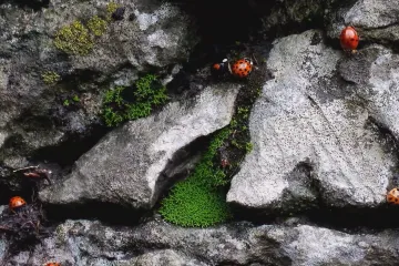 Invazní slunéčka z Asie posedla Česko. Pronikají okny i do domovů a zapáchají