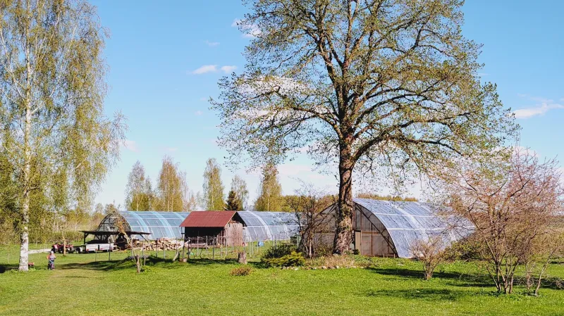 Skleníky s vínem na zahradě rodinného domu, kde sídlí jihoestonské vinařství Jariste
