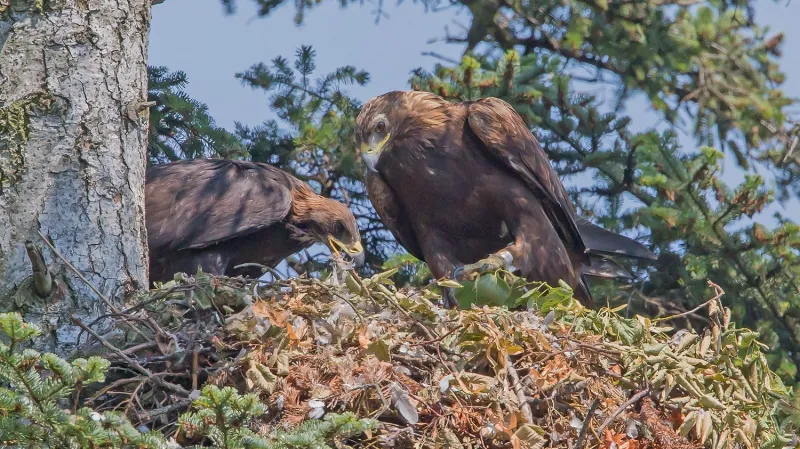 Orlí hnízdo na Libavé