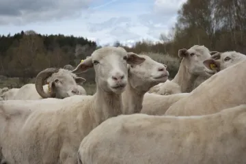 Těchonice - kraj ovcí a sladké medolády