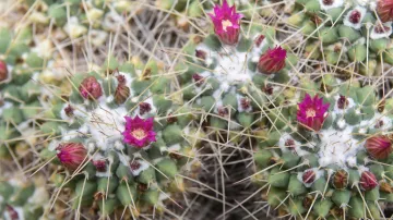 Rozkvetlé kaktusy a sukulenty na olomouckém Výstavišti Flora