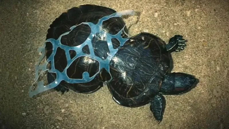 Dopady plastových odpadů na přírodu