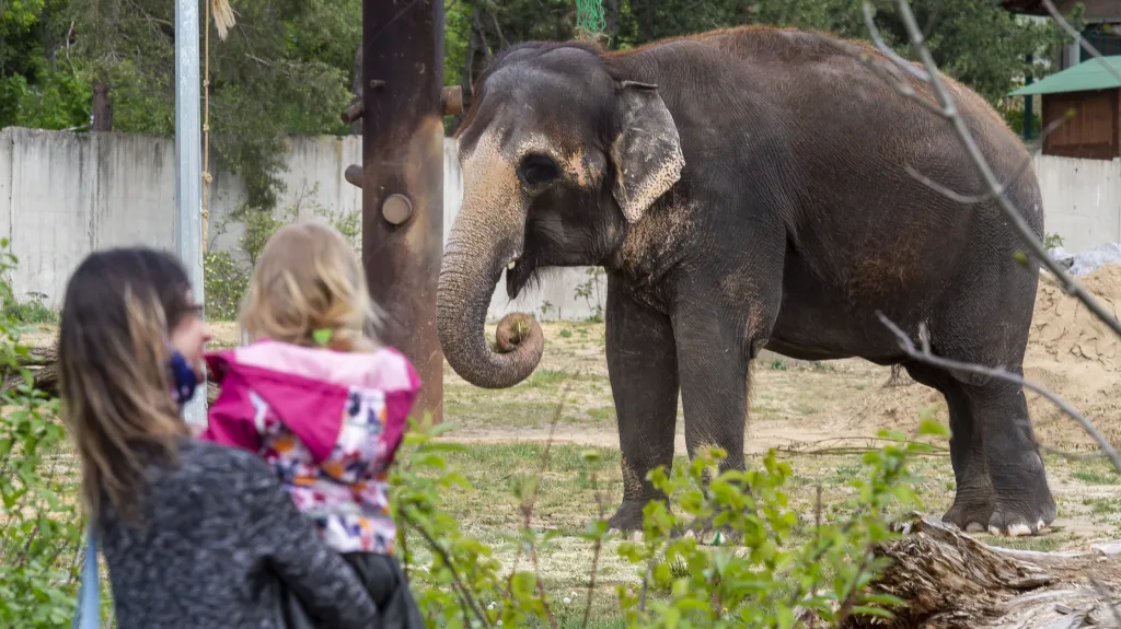 Slon v ústecké zoo