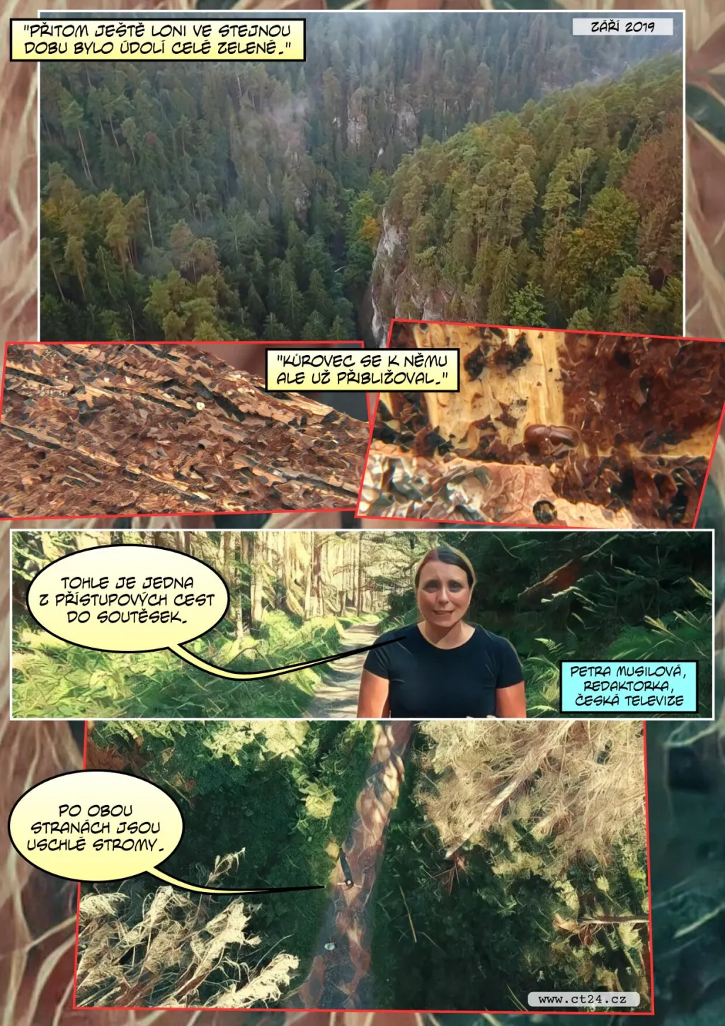 Kůrovec v Českém Švýcarsku