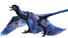Microraptor zhaoianus